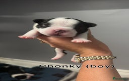 Boston Terrier dogs for sale: WILDAX Boston Terrier pups (2 girls left!) - Image 6