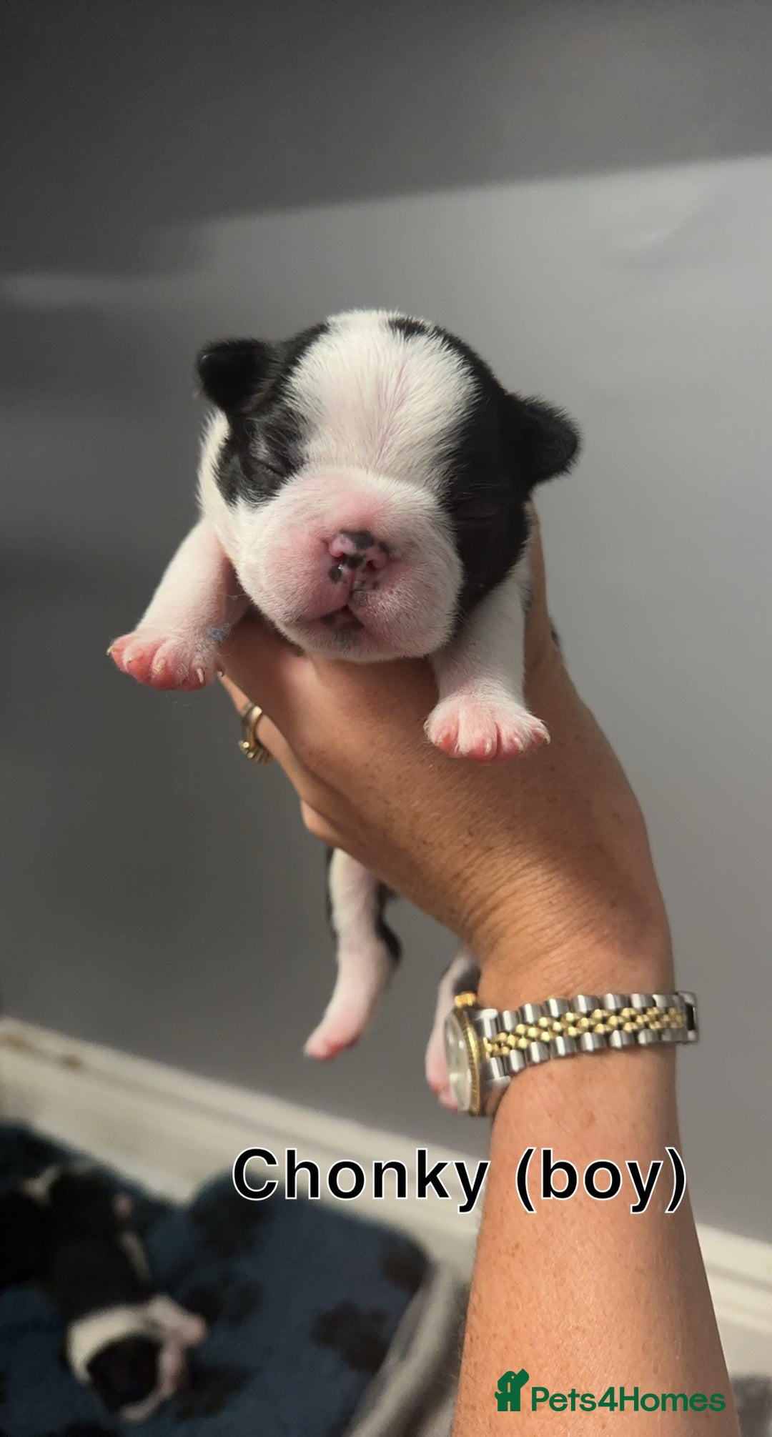 Boston Terrier dogs for sale: WILDAX Boston Terrier pups (2 girls left!) - Image 6