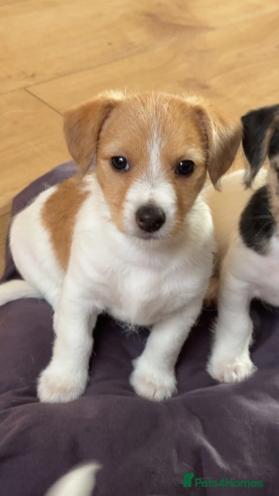 Mixed Breed dogs for sale: Looking for his forever home  - Advert 2