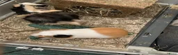 Guinea Pig rodents for sale: 2 male guinea pig brothers for sale in Nottingham - Advert 2