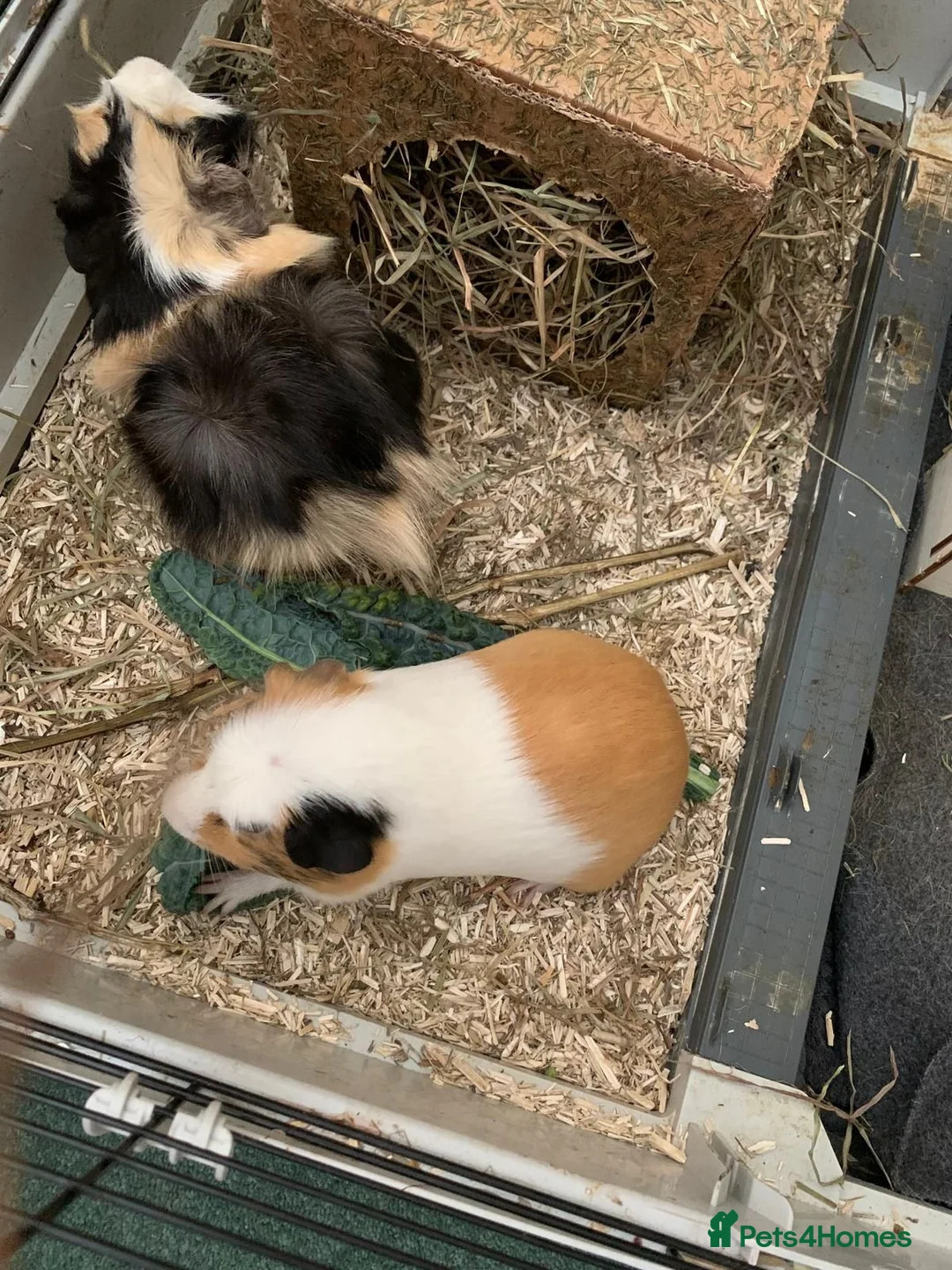 Guinea Pig rodents for sale: 2 male guinea pig brothers for sale in Nottingham - Advert 2