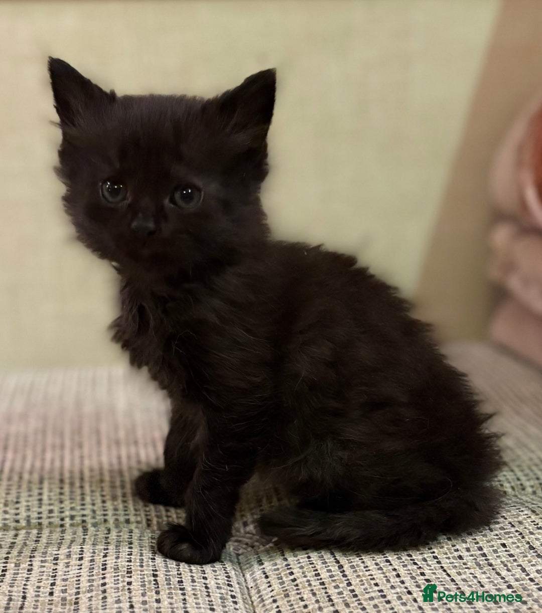 British Shorthair cats for sale: British Shorthair Kittens. - Advert 3