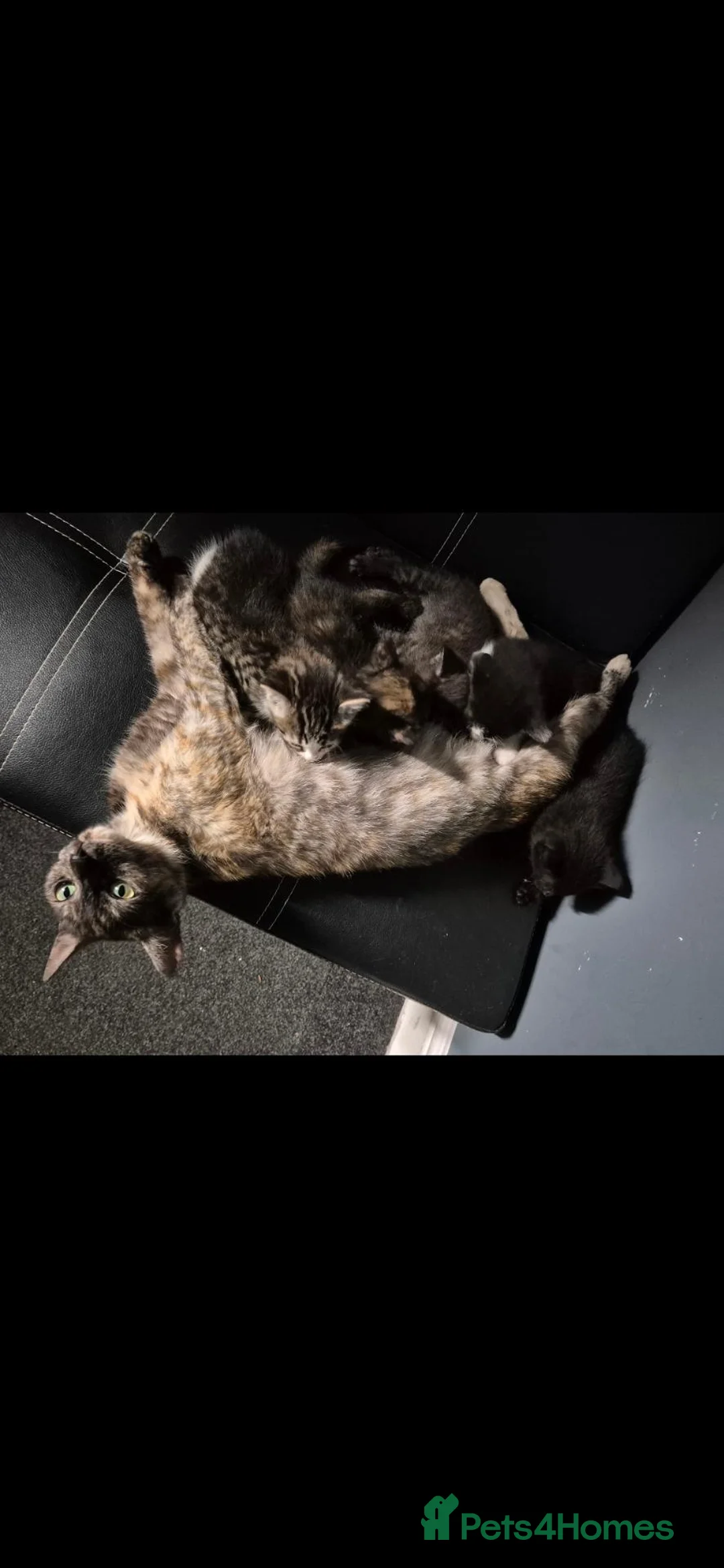 Mixed Breed cats for sale: Kittens x5 in Saltash - Advert 1