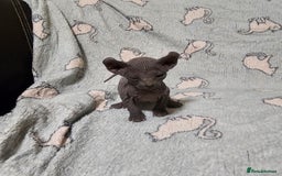 Sphynx cats for sale: From odd eyes father elf shpynx tica pedigree.  - Image 12