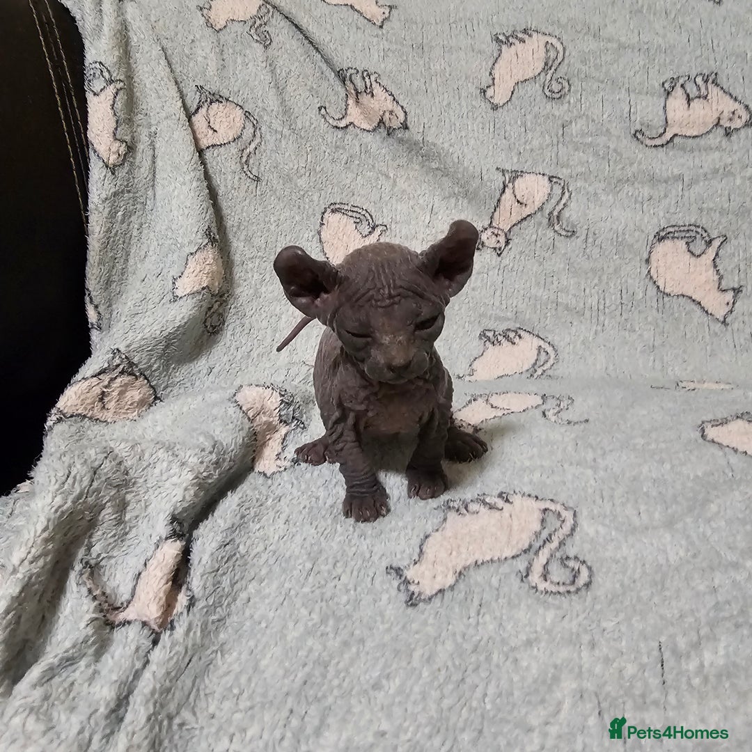 Sphynx cats for sale: From odd eyes father elf shpynx tica pedigree.  - Image 12