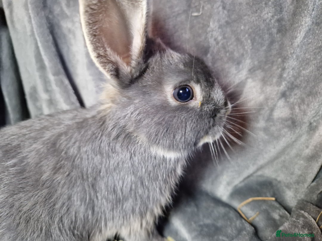 Mixed Breed rabbits for sale: Handsome young lilac otter bunny boy - Image 10