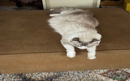 Ragdoll cats for sale: 5 beautiful GCCF Ragdoll kittens - Image 27