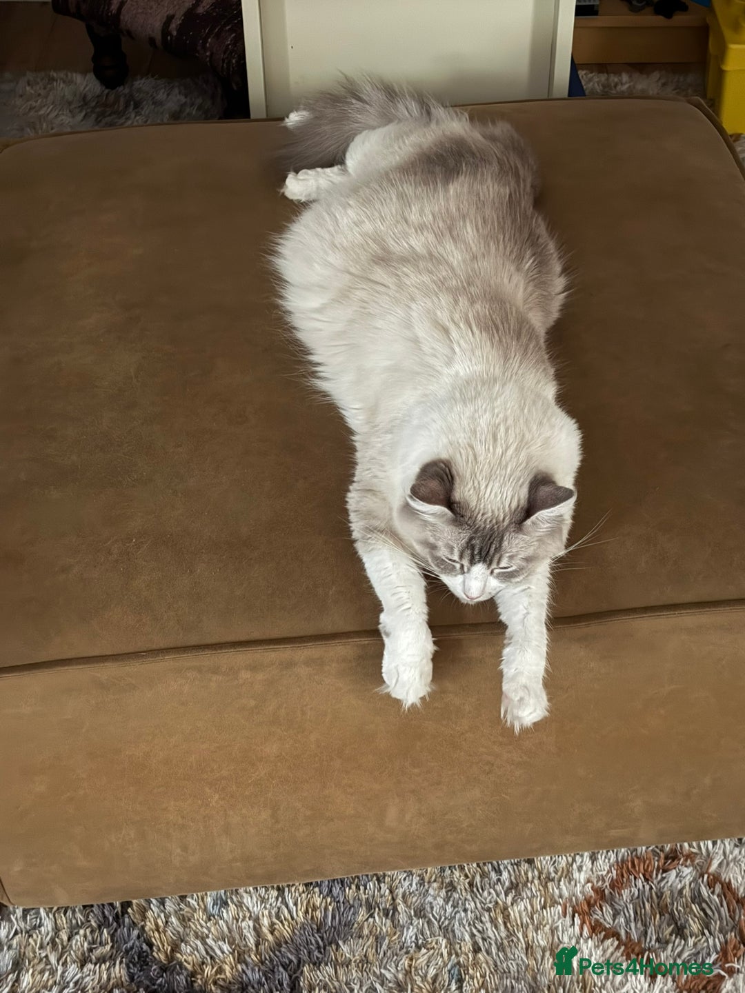 Ragdoll cats for sale: 5 beautiful GCCF Ragdoll kittens - Image 27