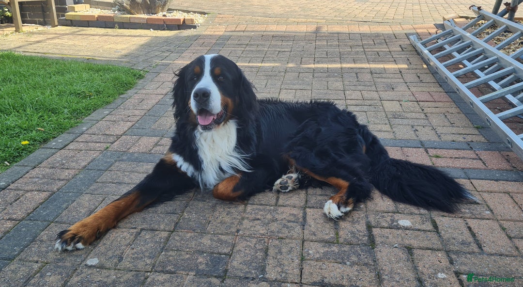 Bernese Mountain Dog dogs for stud: Proven KC registered Bernese Mountain Dog for Stud - Image 2