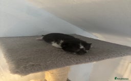 Mixed Breed cats for sale: 3 kittens for sale - Image 3