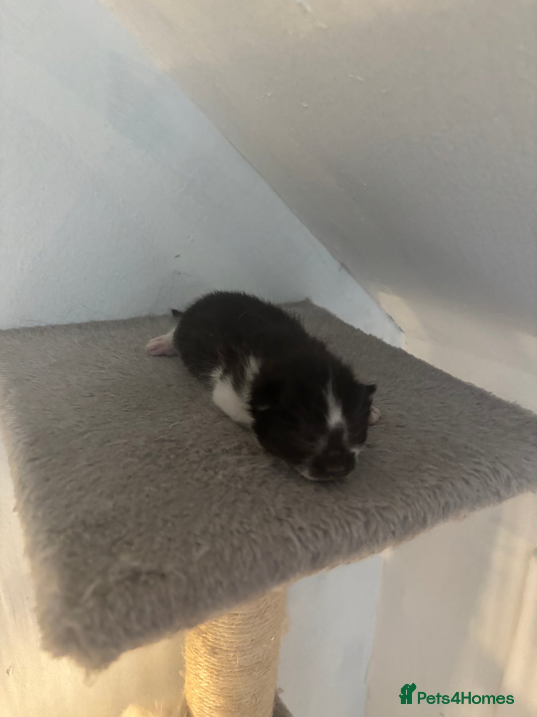Mixed Breed cats for sale: 3 kittens for sale - Image 3