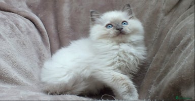 Ragdoll cats - Advert 15