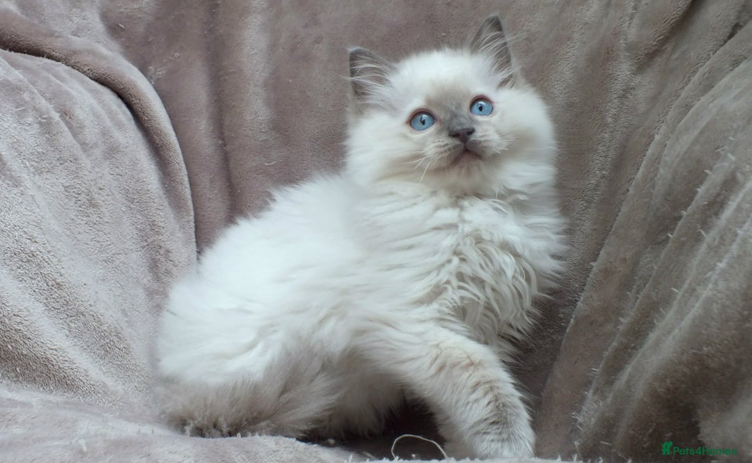 Ragdoll cats for sale: GCCF PET/ACTIVE KITTENS CHAMPION IMP BLOODLINES - Image 2
