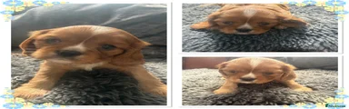 Cavalier King Charles Spaniel 2