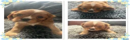 Cavalier King Charles Spaniel dogs for sale: King Charles cavalier puppies  - Advert 22