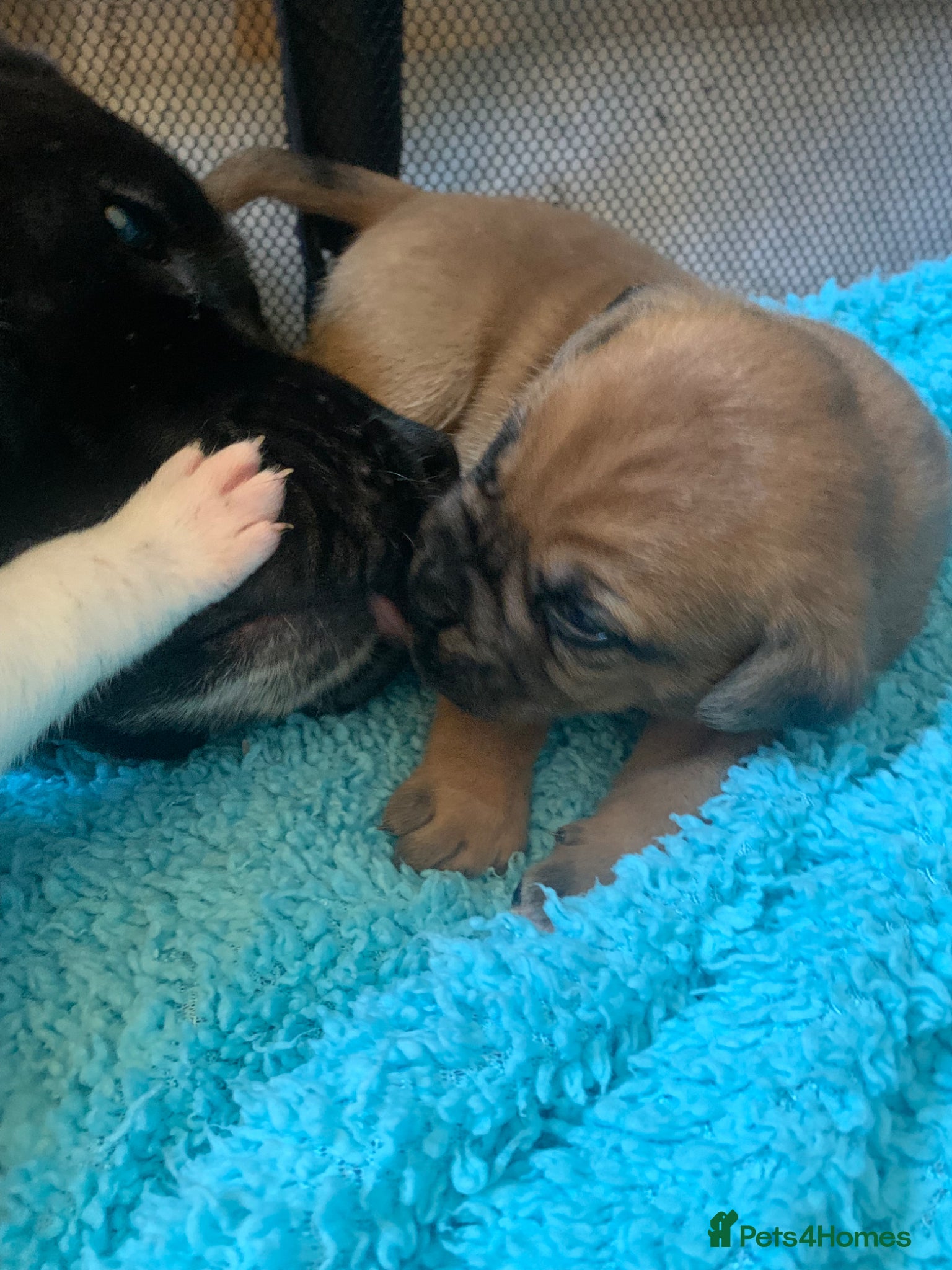 Mixed Breed dogs  Beautiful mastiff cross ,  - Advert 2