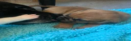 Mixed Breed dogs for sale:  Beautiful mastiff cross ,  - Advert 1