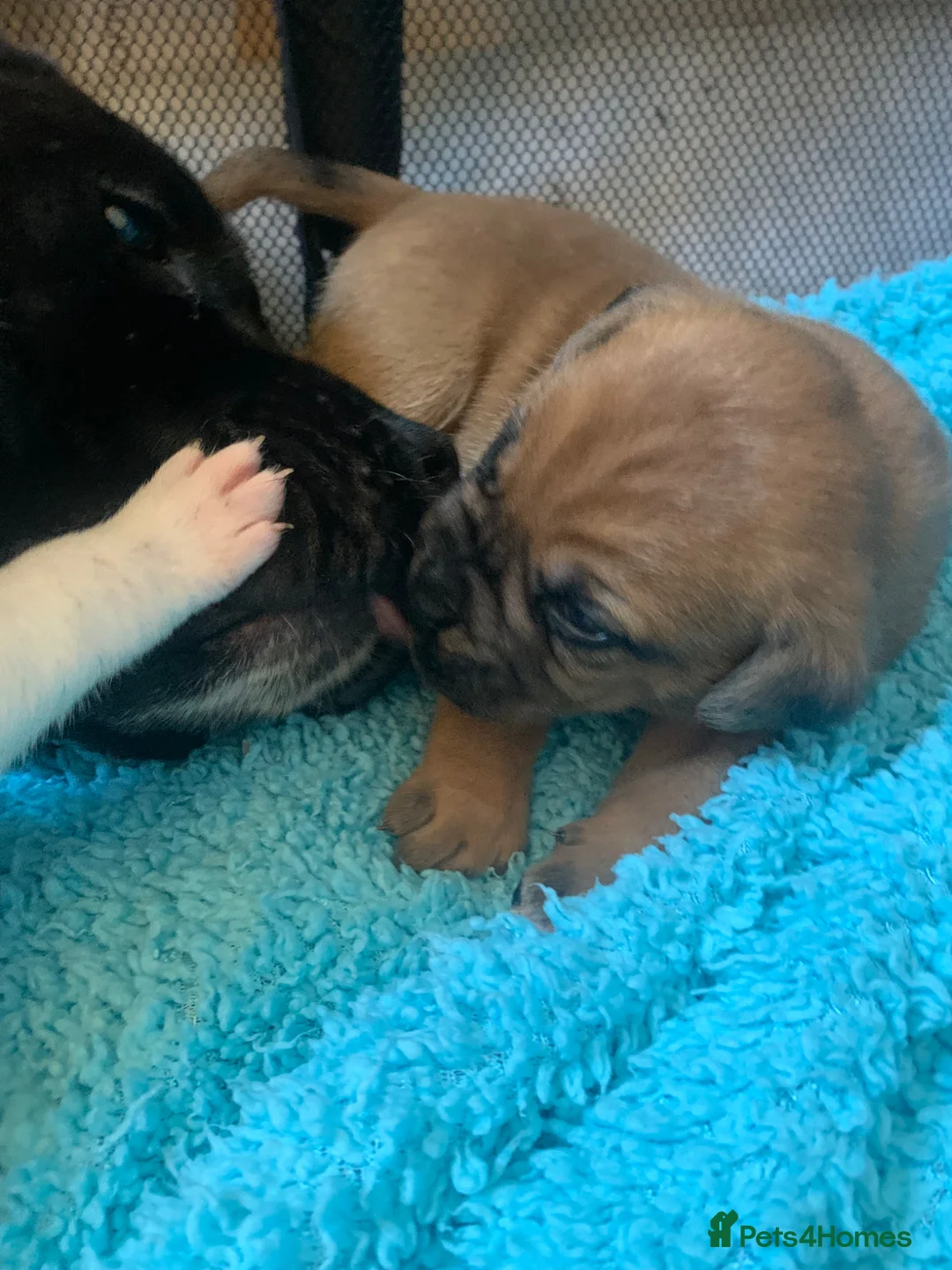 Mixed Breed dogs for sale:  Beautiful mastiff cross ,  - Advert 1