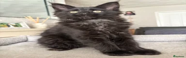 Maine Coon Kitten 4