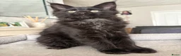Maine Coon cats for sale: Beautiful TICA registered Maine Coon Kittens,  - Advert 6