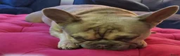 French Bulldog dogs for sale: Albi 4year old Frenchie - Advert 2