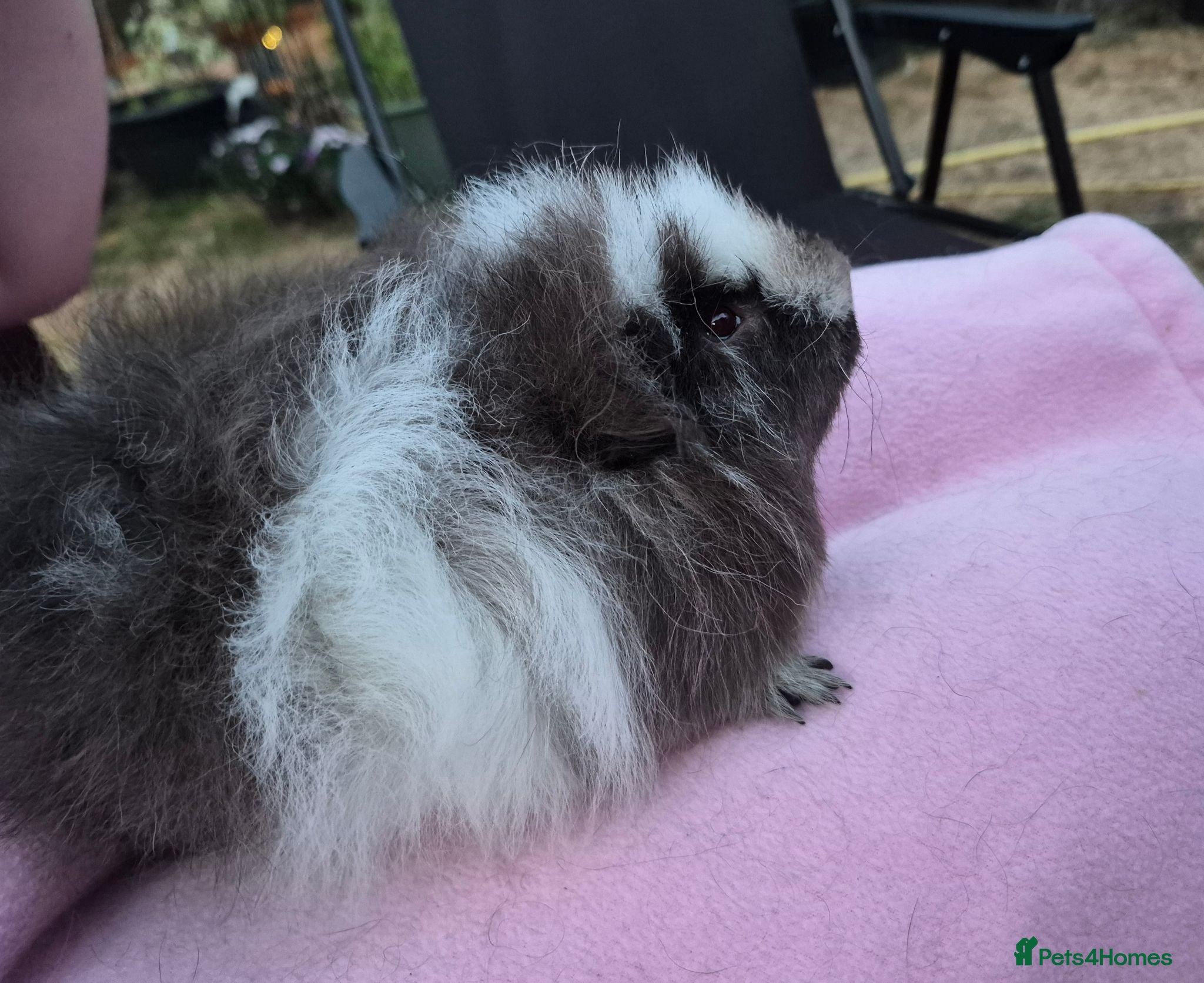 Guinea Pig rodents Magpie Swiss Boar  - Advert 7
