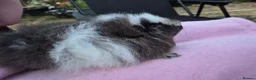 Guinea Pig rodents for sale: Magpie Swiss Boar  in Basingstoke - Advert 1