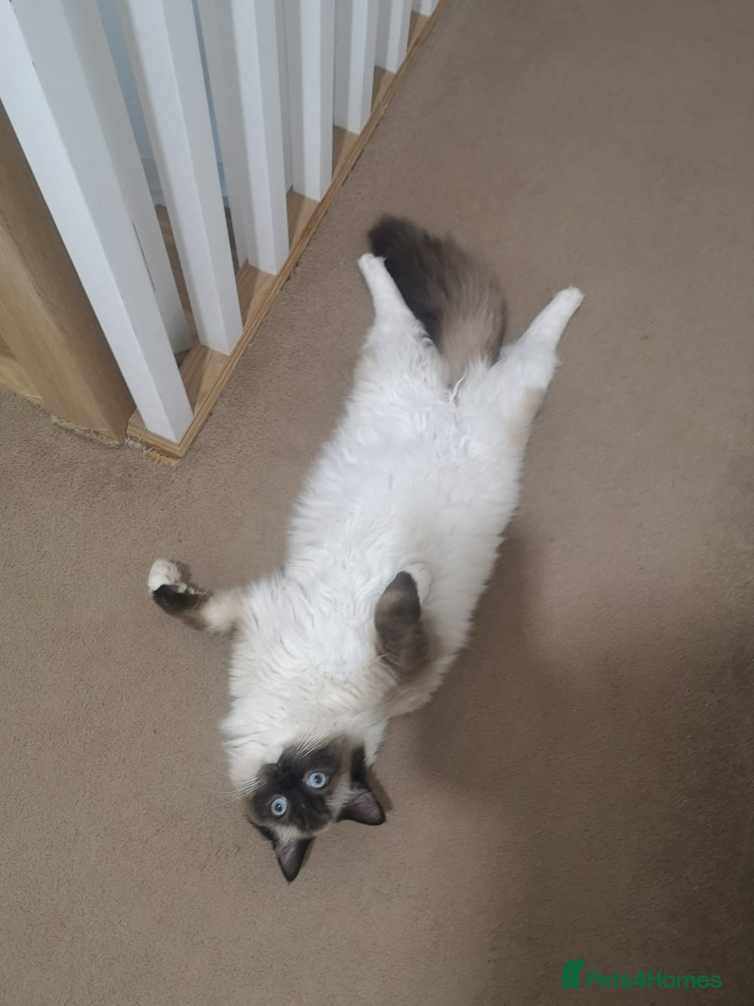 Ragdoll cats for sale: Smokey - Advert 5