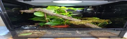 Gecko reptiles for sale:  giant Madagascan day Gecko - Advert 1