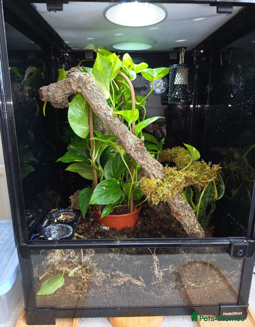 Gecko reptiles for sale:  giant Madagascan day Gecko - Advert 1