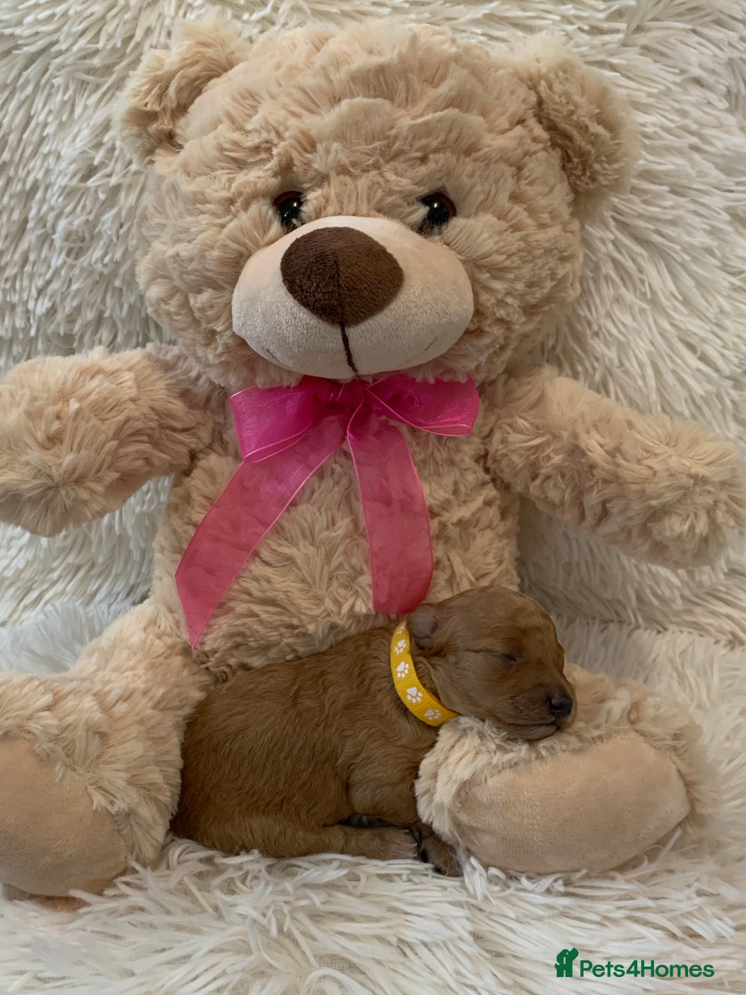 Poochon dogs for sale: Beautiful Poochon Puppies 🐾 - Image 17