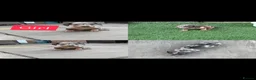 Miniature Dachshund dogs for sale: Miniature dachshund Puppys for sale  in Aldershot - Advert 3