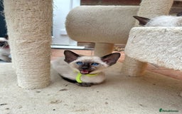Siamese cats for sale: 5 Classic Seal Points looking for forever homes - Image 9