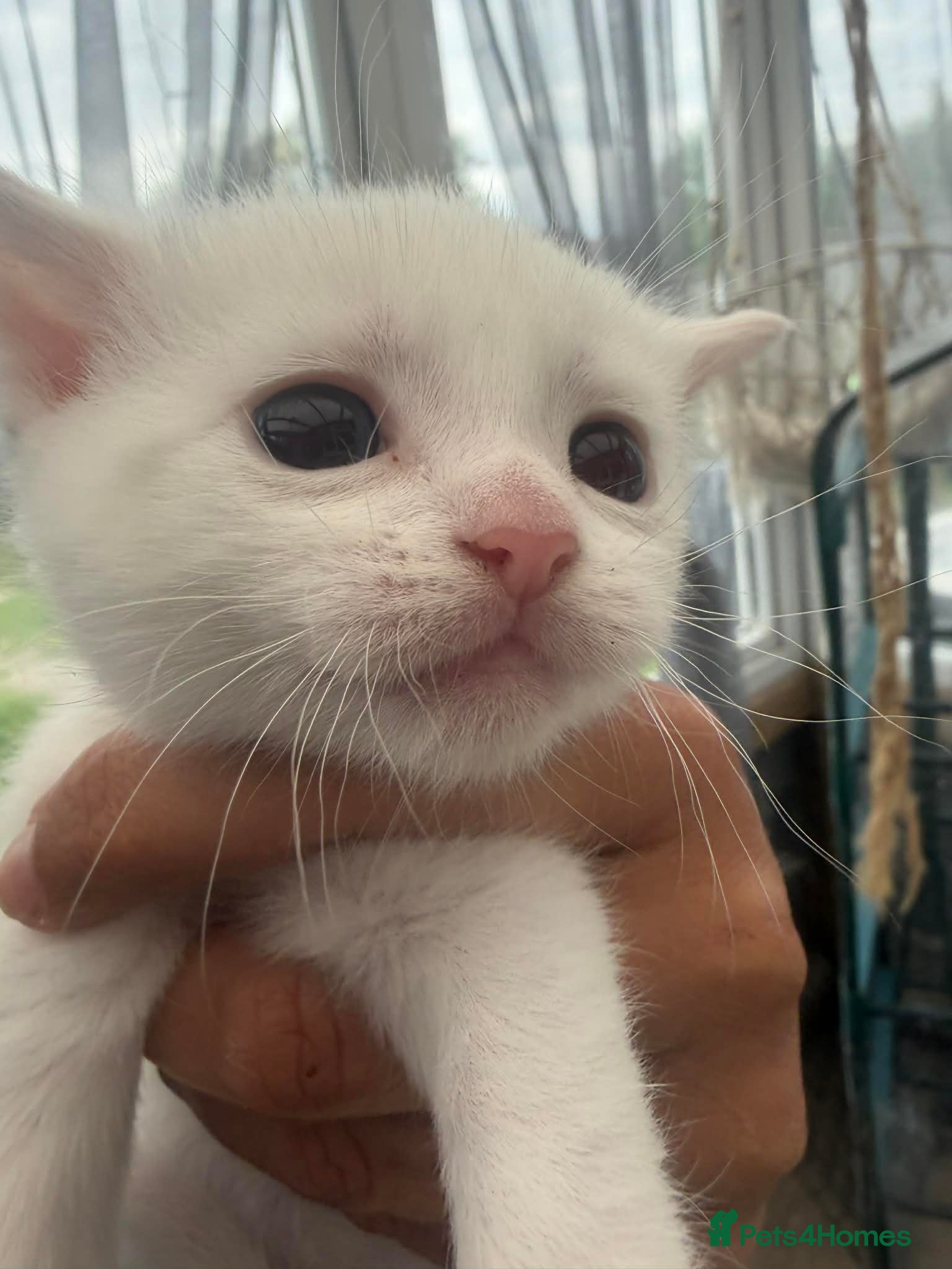 Mixed Breed cats Kittens for sale - Advert 5