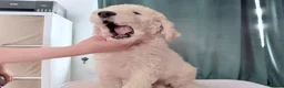 Standard Poodle dogs for sale: 🥇 White KC Standard Poodle Puppies – Ready Now ✨ - Advert 8