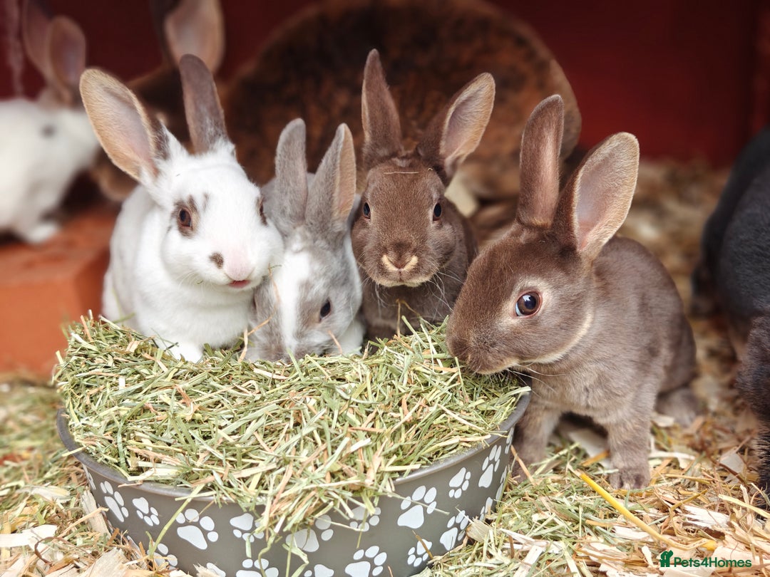 Rex rabbits for sale: Mixed litter of Mini Rex  - Image 34