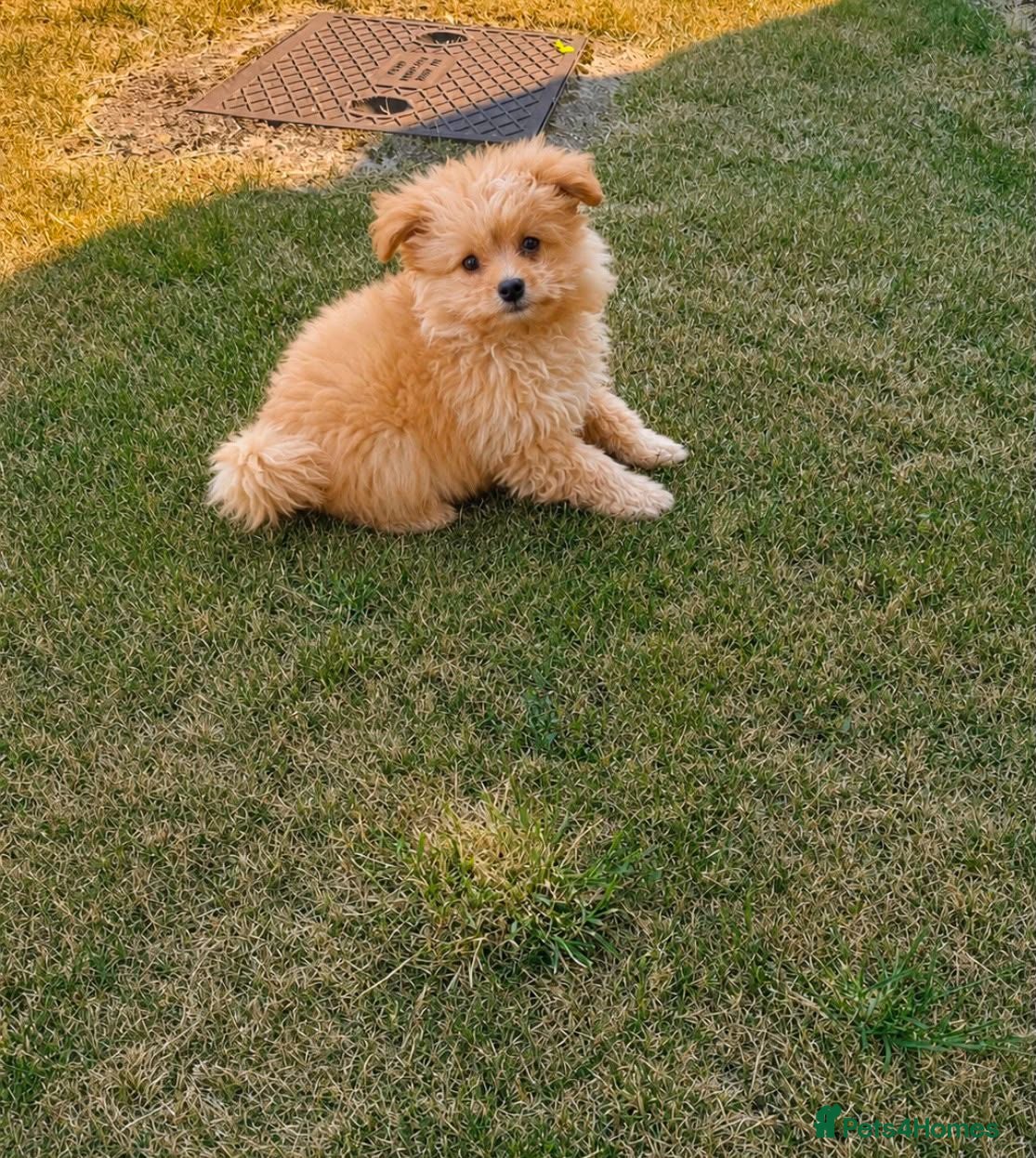 Pomeranian dogs Pomeranian puppy - Advert 7