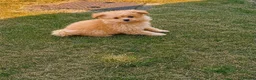 Pomeranian dogs for sale: Pomeranian puppy - Advert 1
