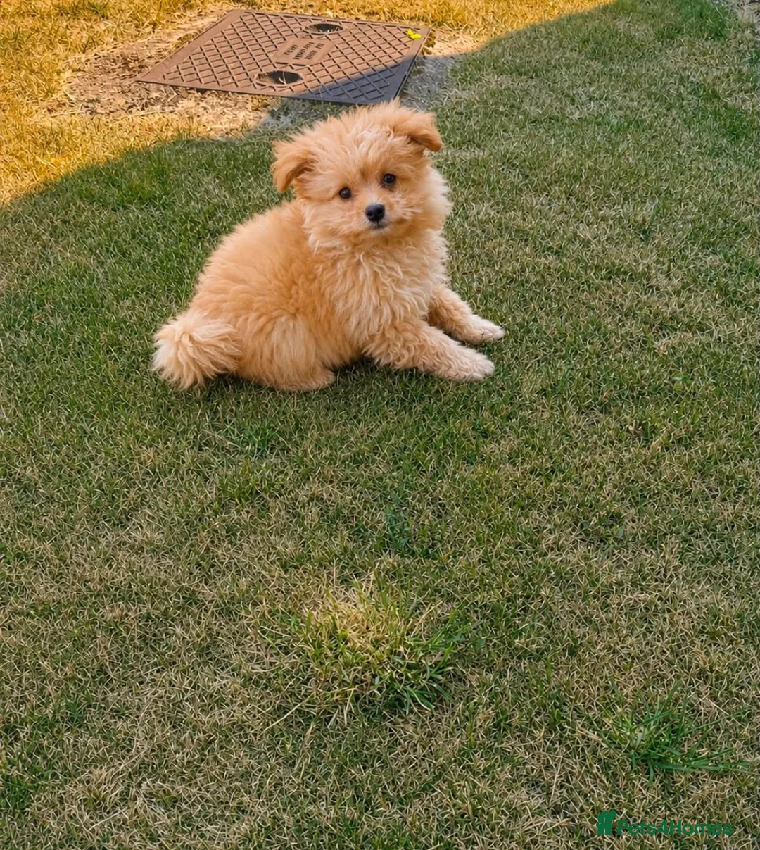 Pomeranian dogs for sale: Pomeranian puppy - Advert 1