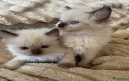 Ragdoll cats for sale: Ragdoll Boys - Image 2