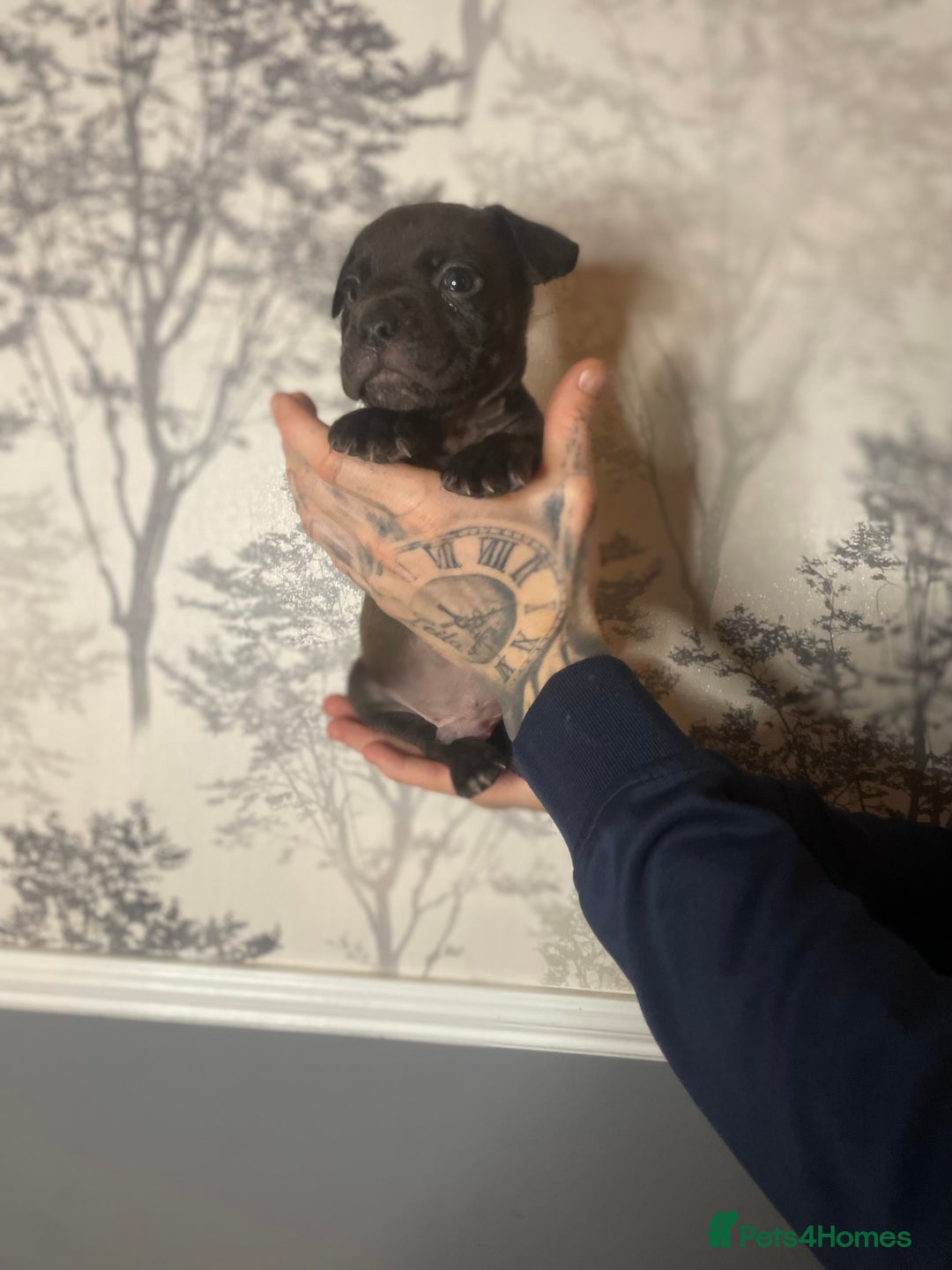 Shorty Bull dogs for sale: Proper pocket bully’s - Advert 16