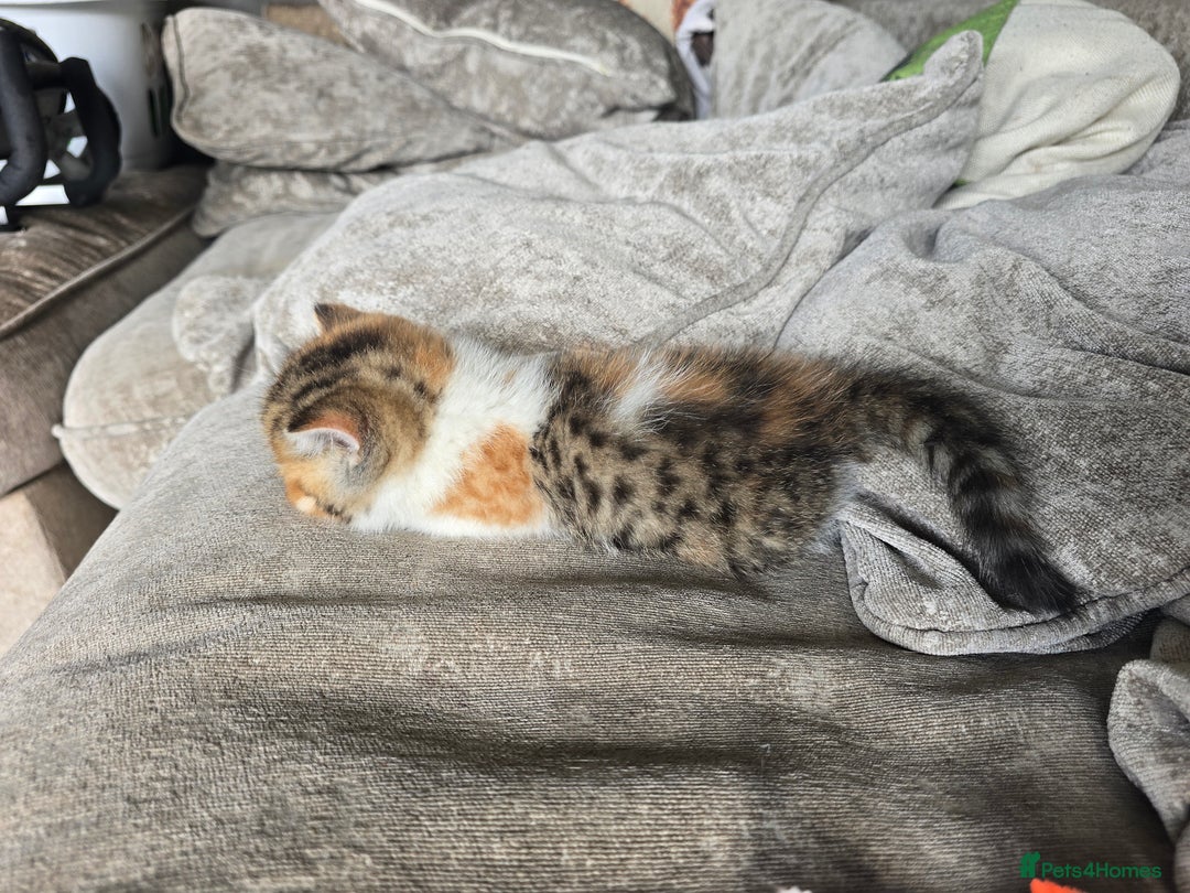 British Shorthair cats for sale: Kittens - Image 11