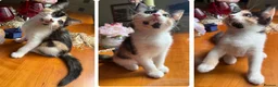 Mixed Breed cats for sale: Ginger Calico Tuxedo Kittens London-Richmond Sale - Advert 12