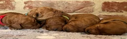 Cavapoo dogs for sale: F1b males 🐾 - Advert 3