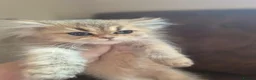 British Longhair cats for sale: Golden British longhair pure bloodline  - Advert 2