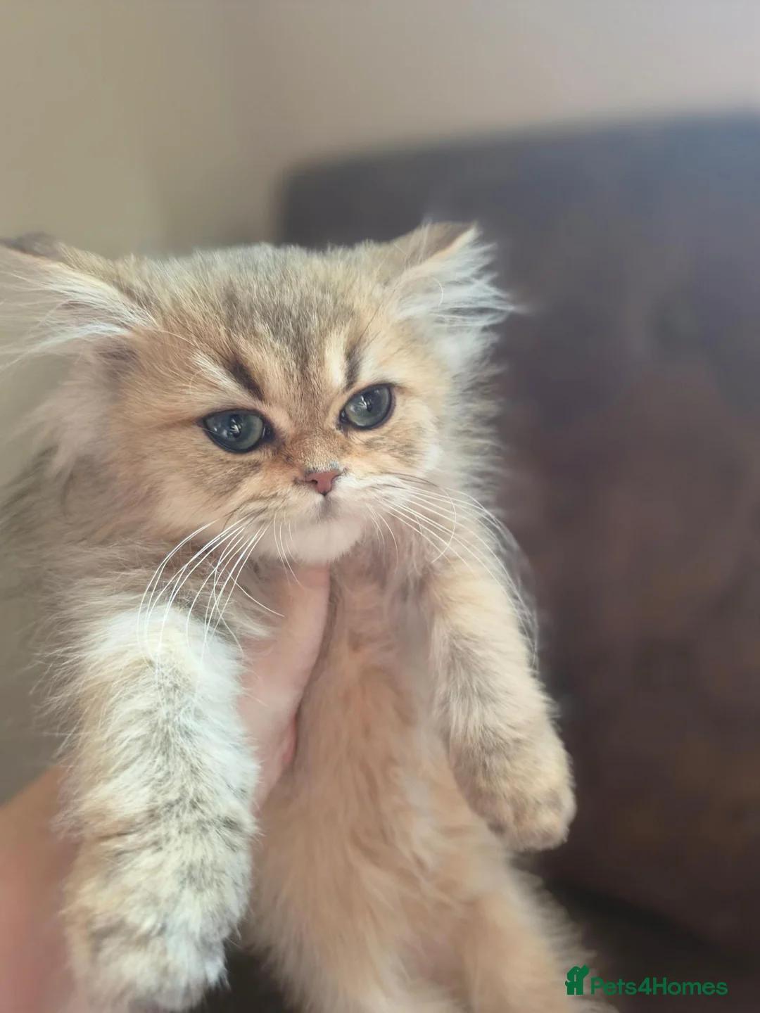 British Longhair cats for sale: Golden British longhair pure bloodline  - Advert 2