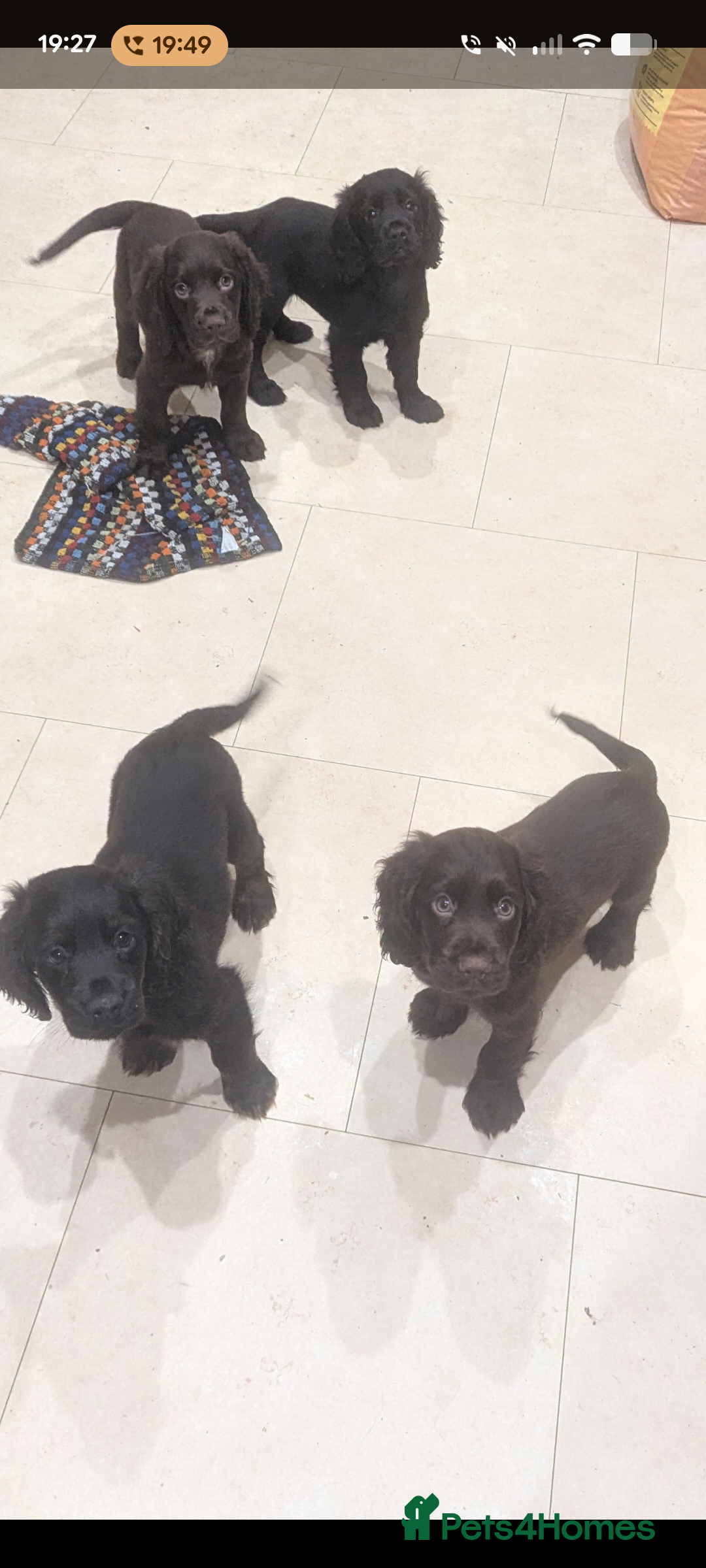 Cocker Spaniel dogs 5 Gen KC Registered working Cocker Spaniel pups  - Advert 11