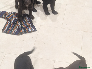 Cocker Spaniel dogs 5 Gen KC Registered Cocker Spaniel puppies - Advert 2