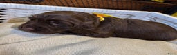 Cocker Spaniel dogs for sale: stunning chocolate and tri kc cocker spaniels - Advert 17