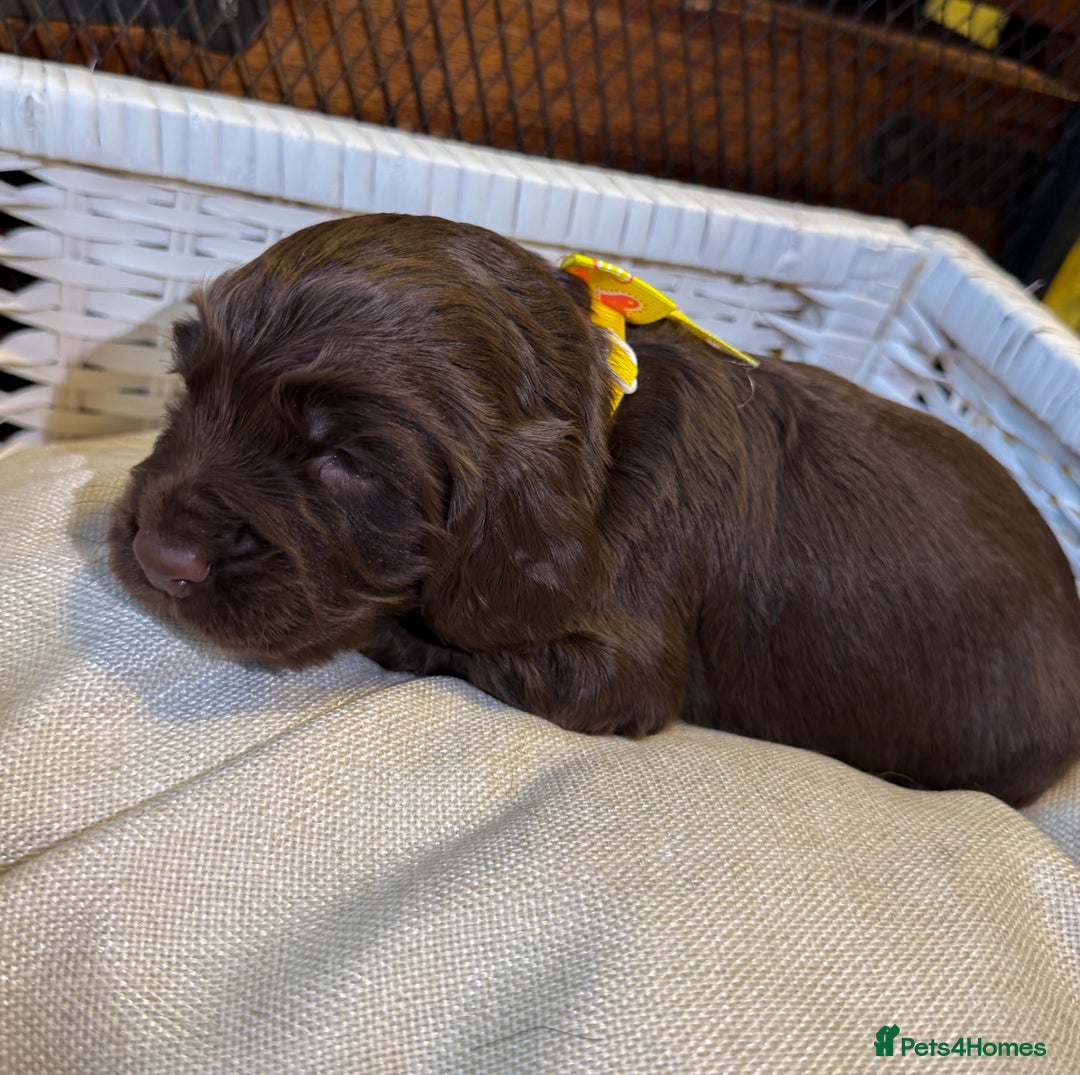 Cocker Spaniel dogs for sale: stunning chocolate and tri kc cocker spaniels - Advert 17